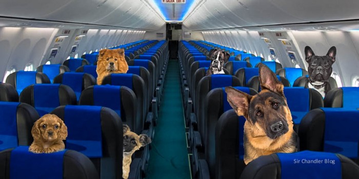 Aerolíneas Argentinas Permitirá Viajar Con Animales En La Cabina: Las ...